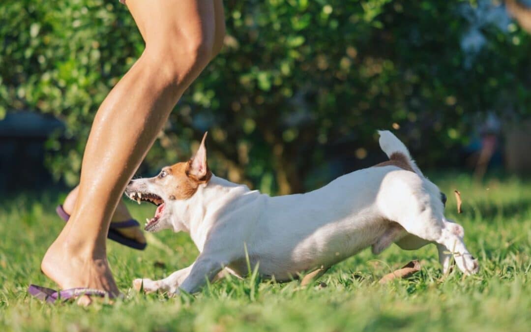 Dog Bites: How to Pursue a Claim